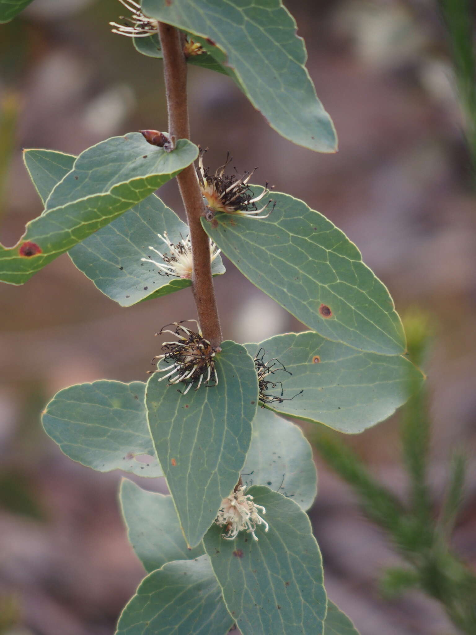 Image of Hakea ferruginea Sweet