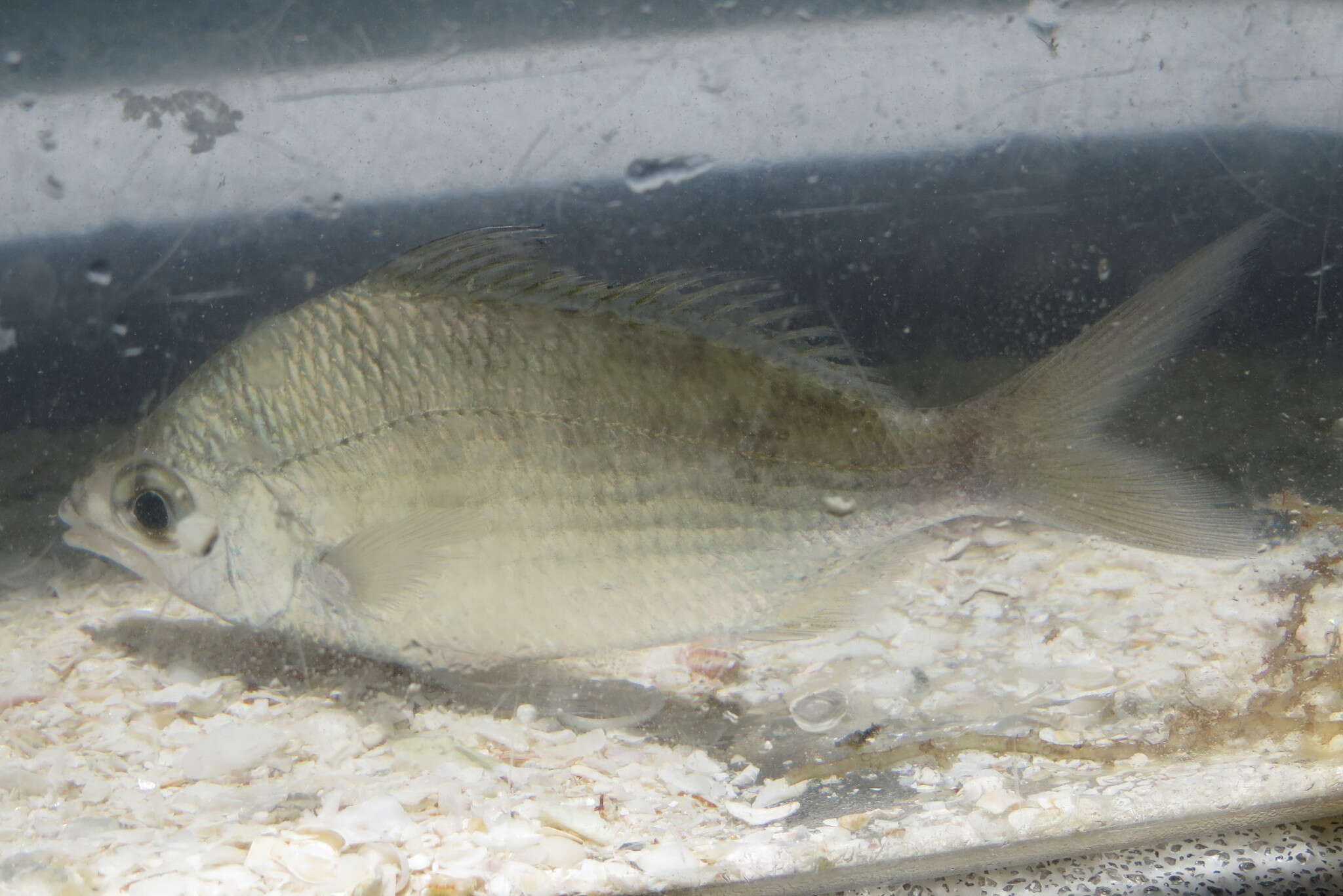 Image of Common mojarra