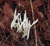 Clavaria fragilis Holmsk. 1790 resmi