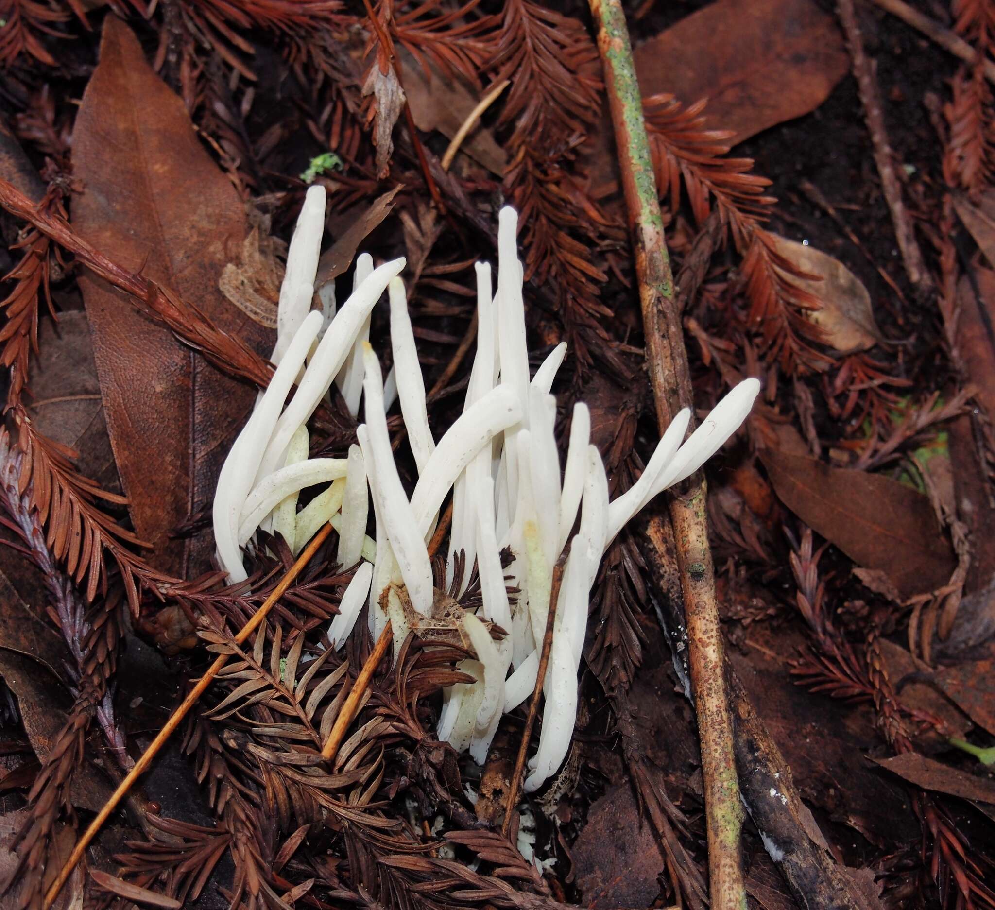Image of Fairy fingers