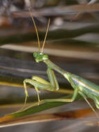 Coptopteryx constricta Rehn 1913 resmi