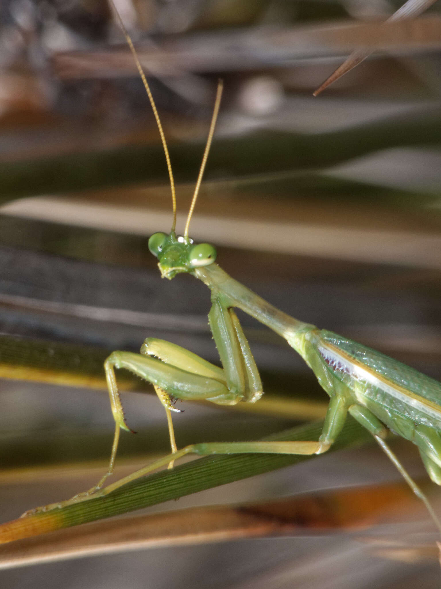 Coptopteryx constricta Rehn 1913 resmi