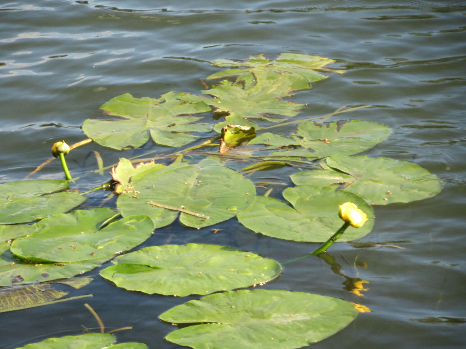 Image of Yellow Water-lily