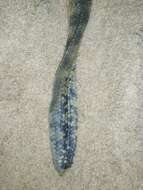 Image of Common or beaked seasnake