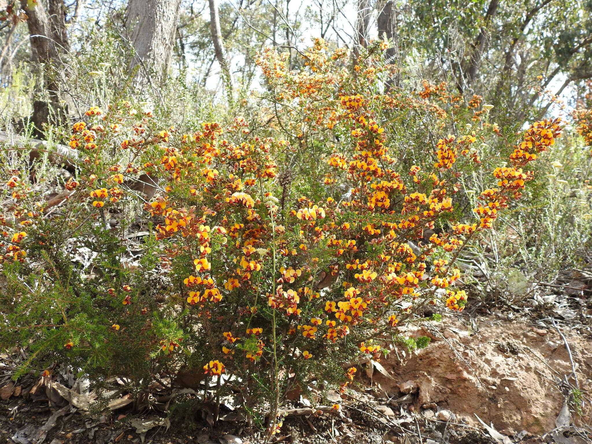 صورة Dillwynia phylicoides A. Cunn.