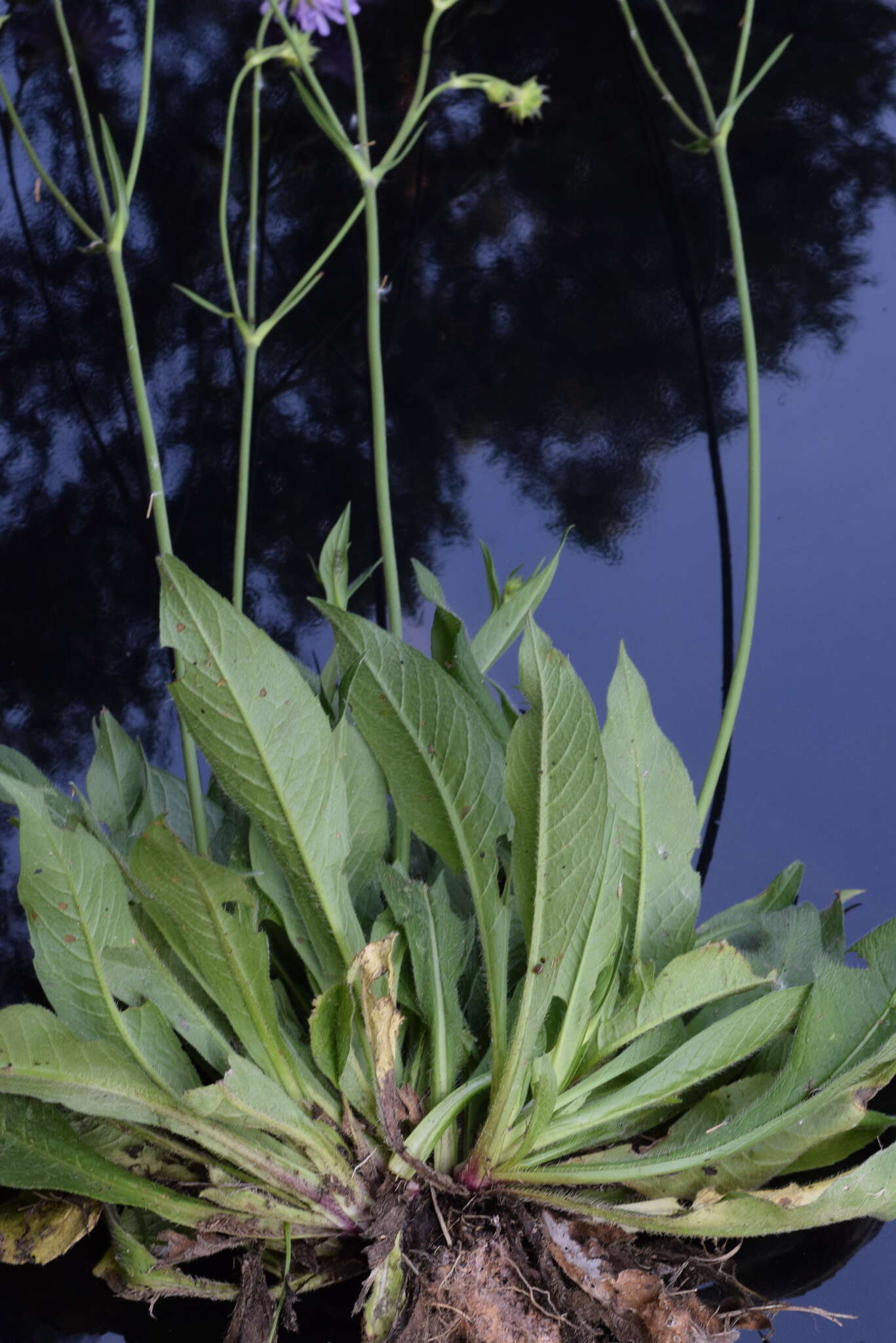 Image of Knautia illyrica Beck