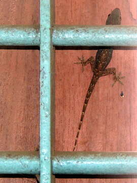 Image of Bark Gecko