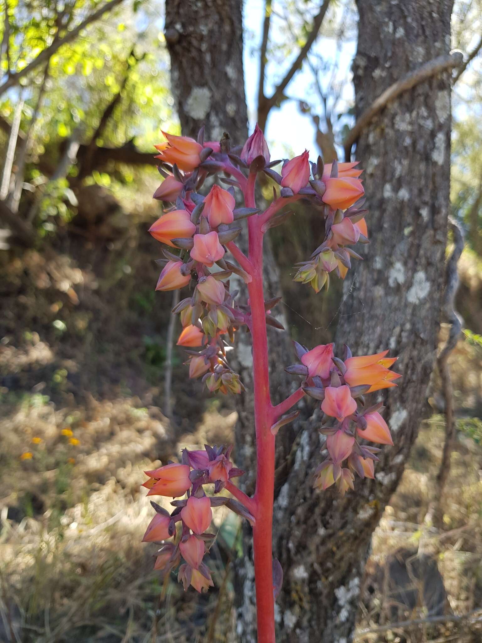 Image of Echeveria gibbiflora DC.