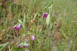 Image de Calochortus amoenus Greene