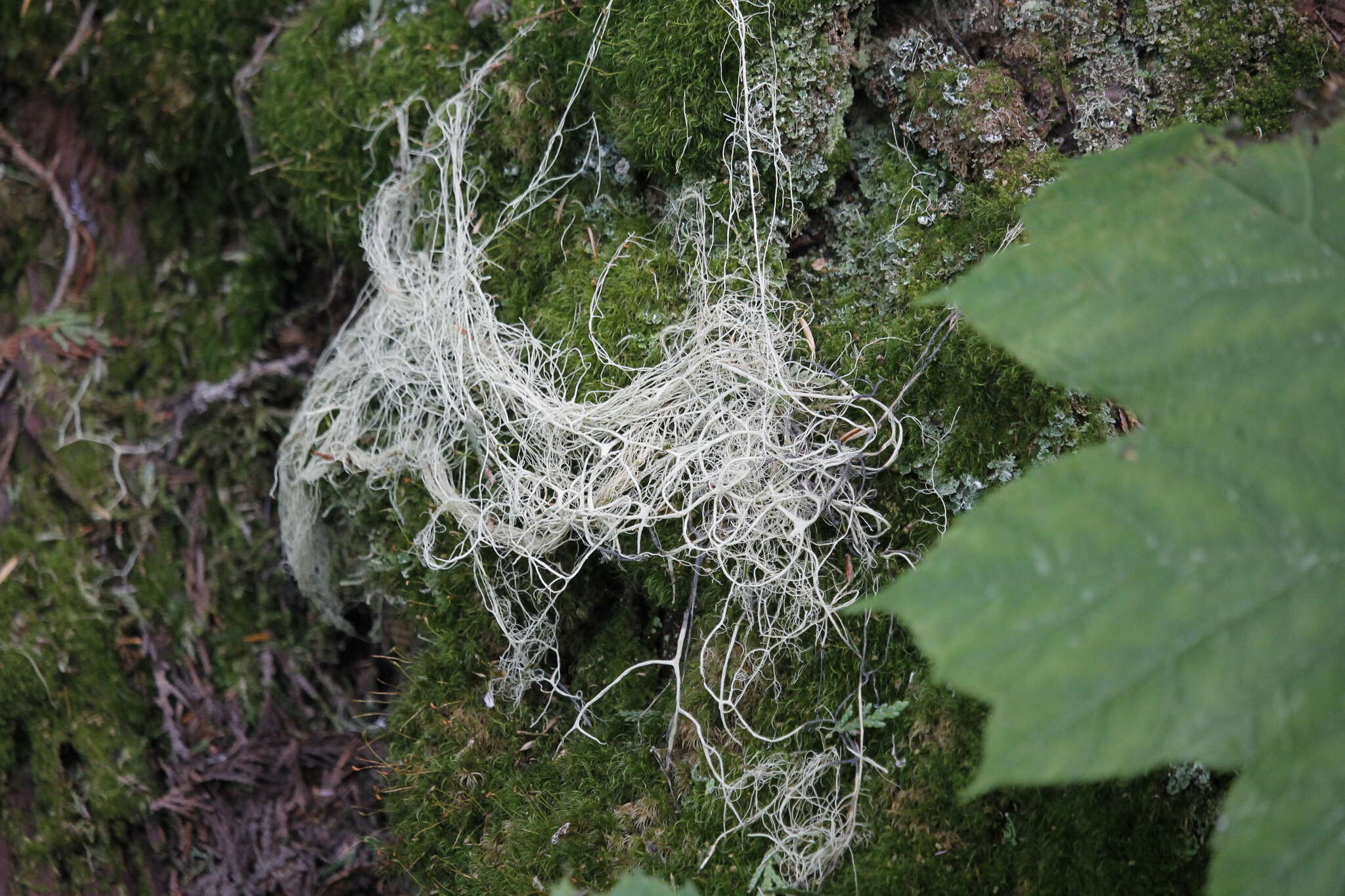 Image of witch's hair lichen