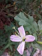 Sivun Oenothera neomexicana (Small) Munz kuva