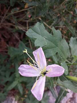 Imagem de Oenothera neomexicana (Small) Munz