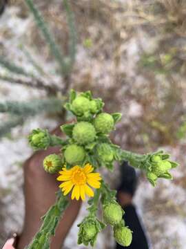 Image of Chrysopsis floridana var. highlandsensis (De Laney & Wunderlin) D. B. Ward