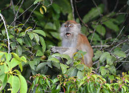 Macaca fascicularis fascicularis (Raffles 1821) resmi