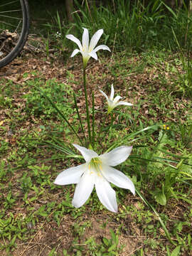 Image of Zephyranthes atamasco (L.) Herb.