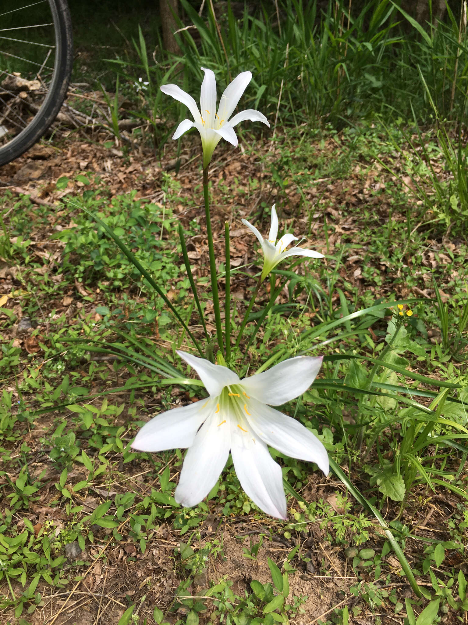 Zephyranthes atamasco (L.) Herb. resmi