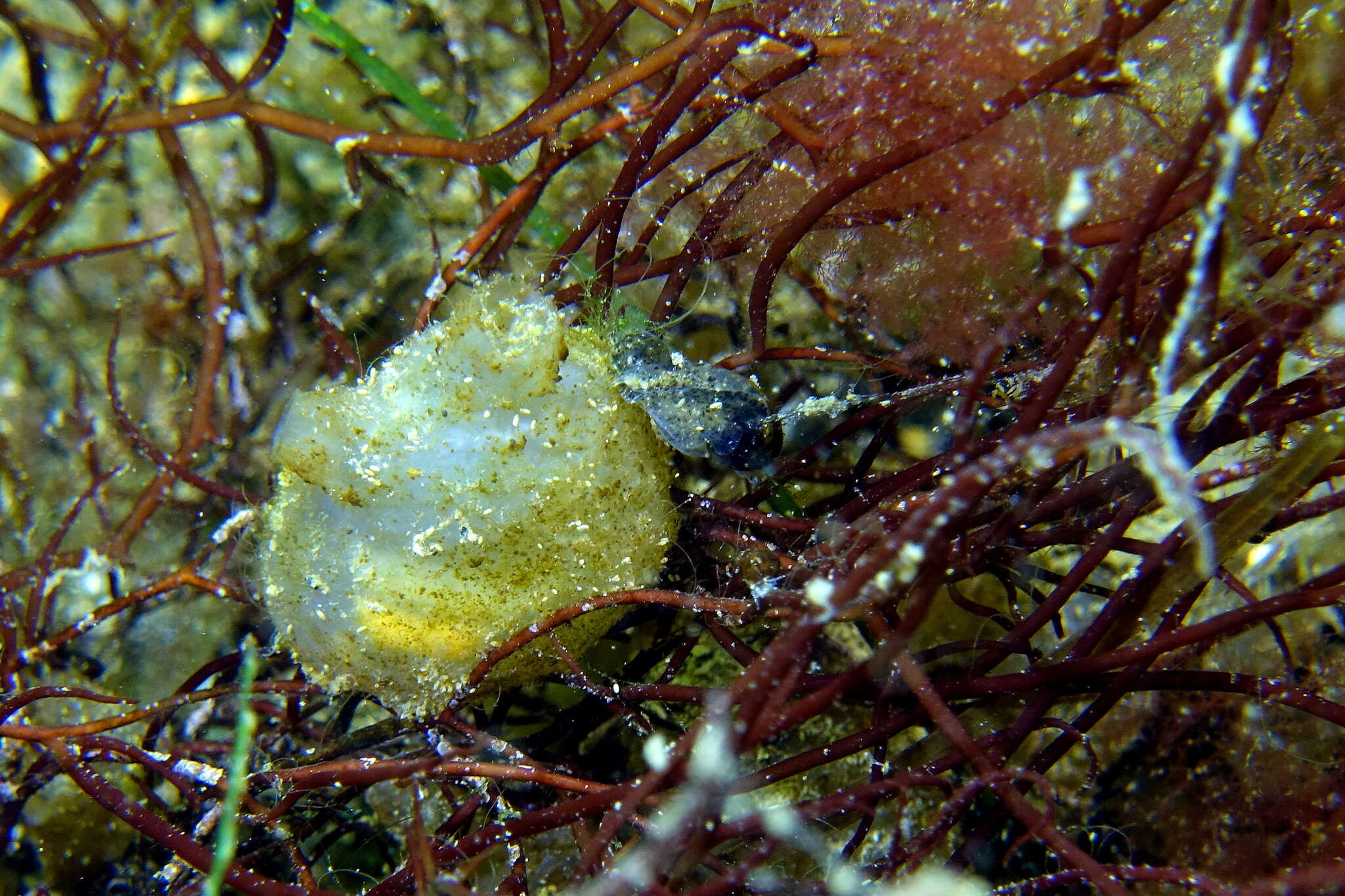 Image of Tunicate