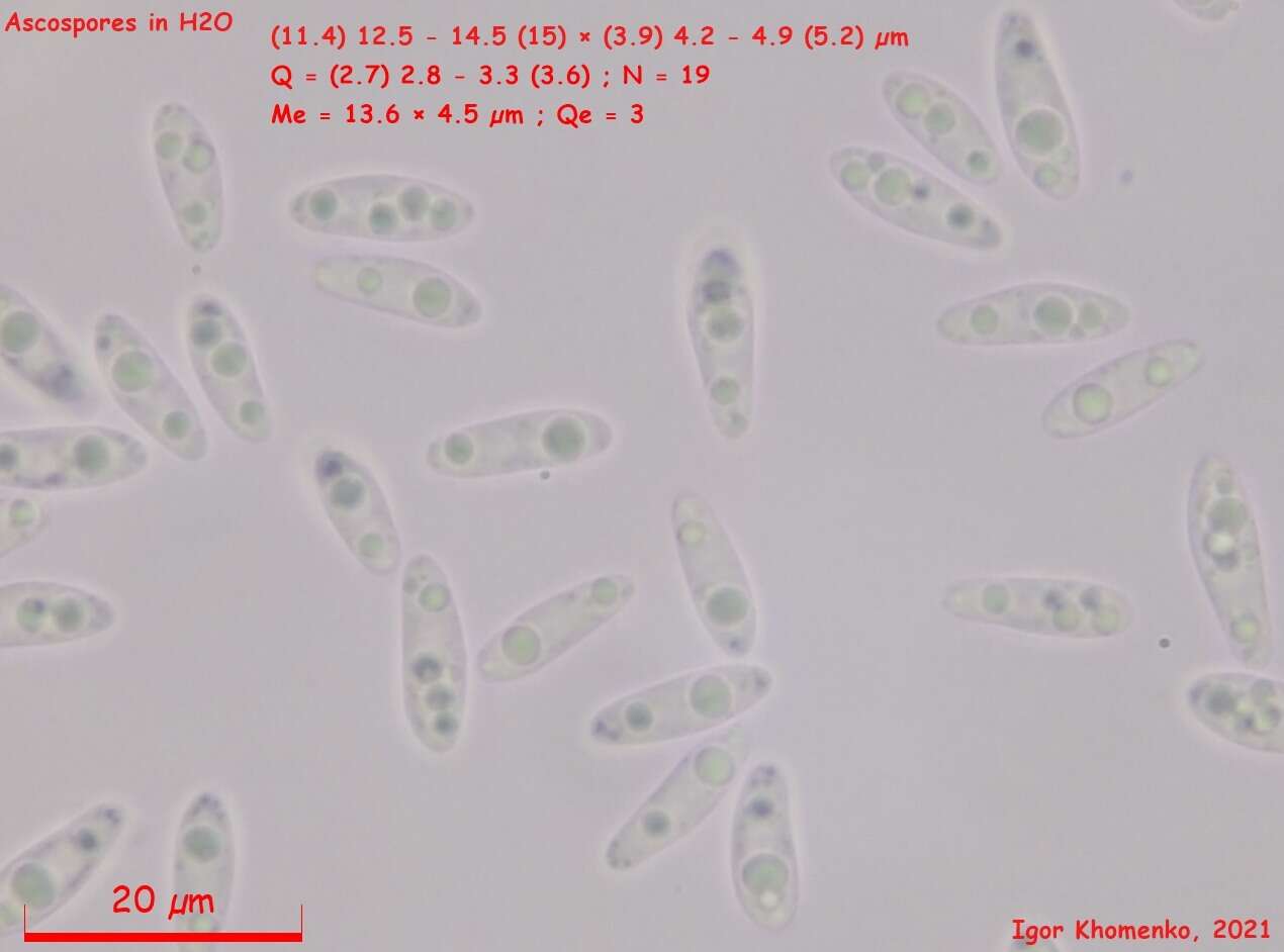 Image of Hymenoscyphus kathiae (Korf) Baral 2005