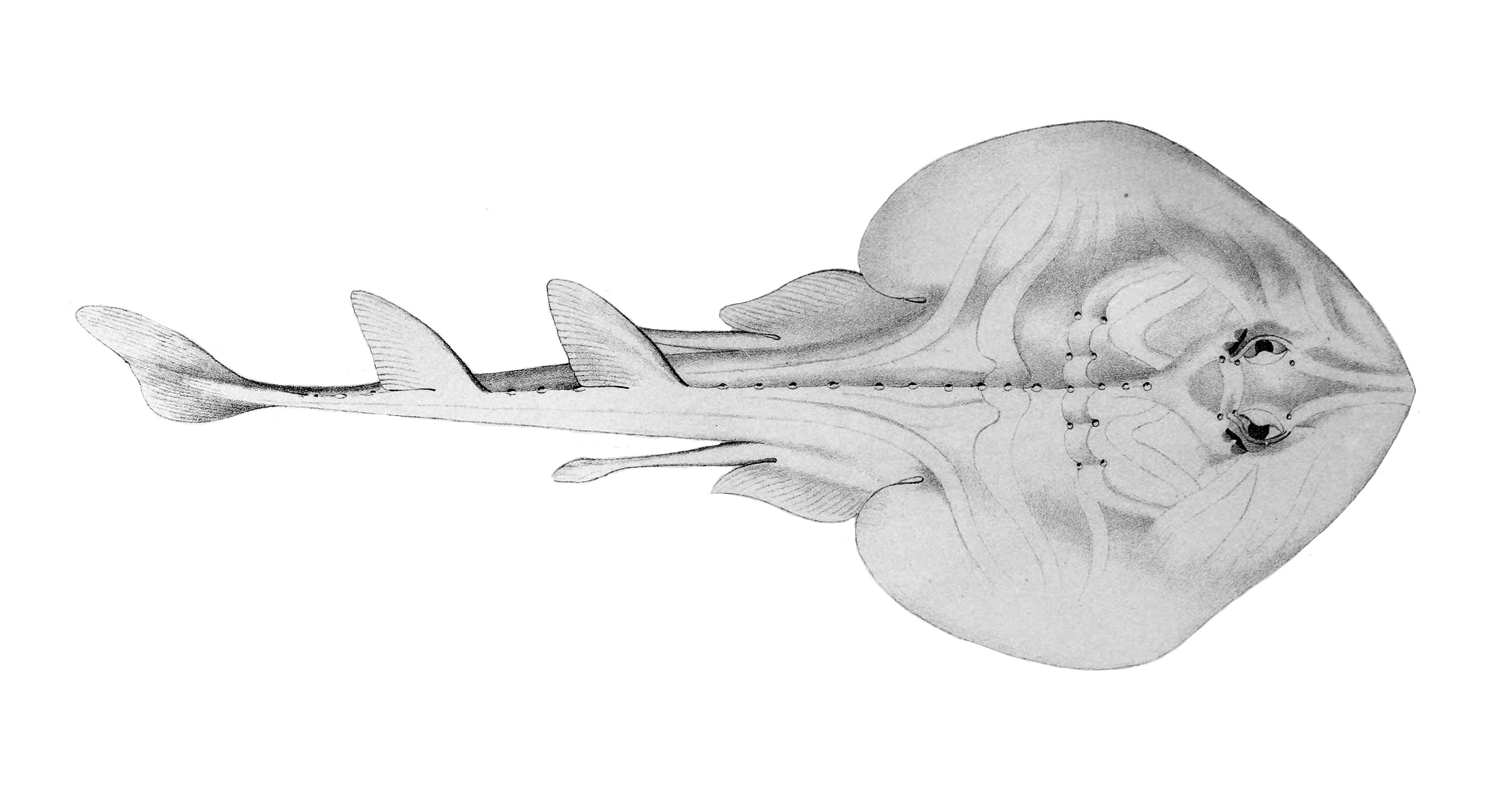 Image of Trygonorrhina