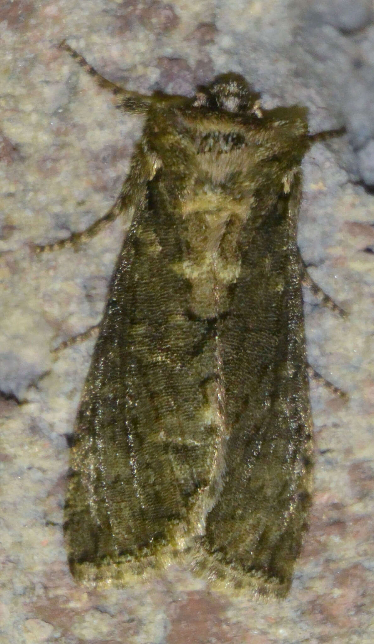 Image of Polyploca