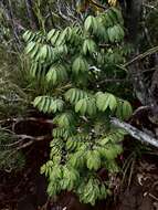 Image of Storckiella pancheri subsp. acuta