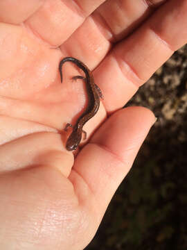 Image of Eastern Red-backed Salamander