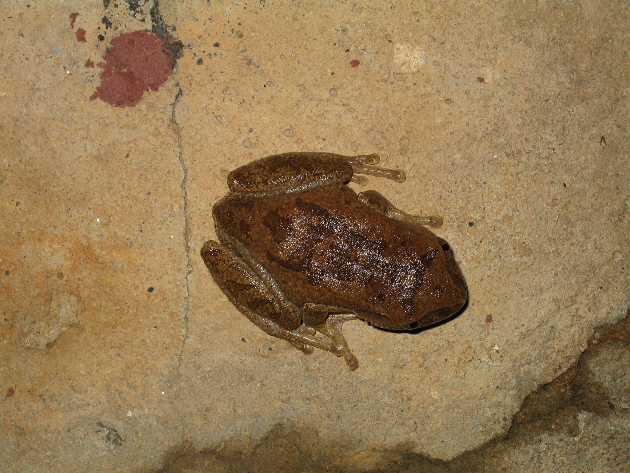 Image of Leptopelis spiritusnoctis Rödel 2007