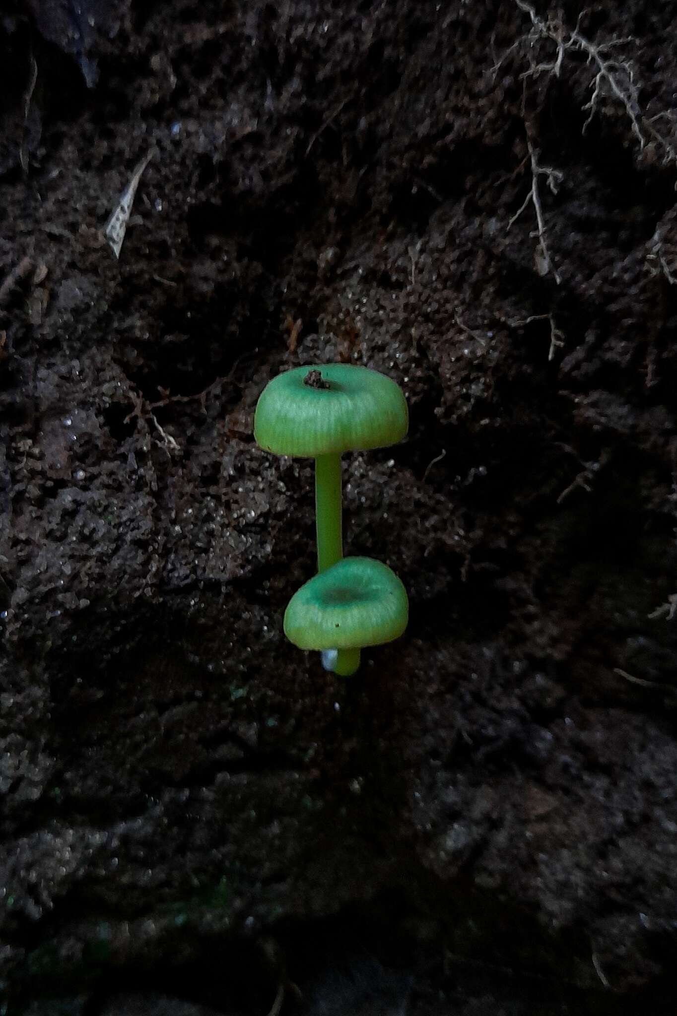 Imagem de Entoloma necopinatum E. Horak 1978