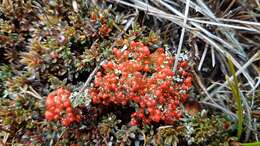 Plancia ëd Cladonia murrayi W. Martin