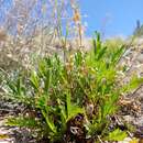 Image of rock cinquefoil