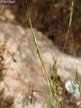 Image of goatgrass