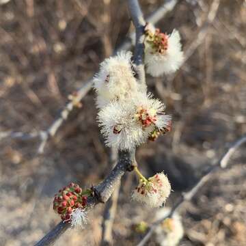 Sivun Senegalia mellifera (Vahl) Seigler & Ebinger kuva