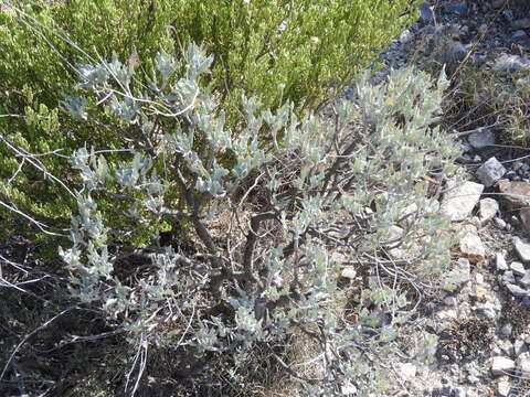 Image of guayule