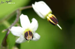 Image of Solanum lyratum Thunb.