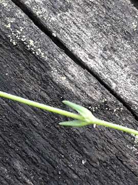 Image of Pseudocherleria laricina (L.) Dillenb. & Kadereit