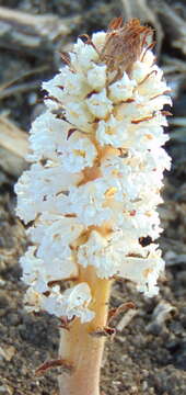 Image de Orobanche crenata Forsskál