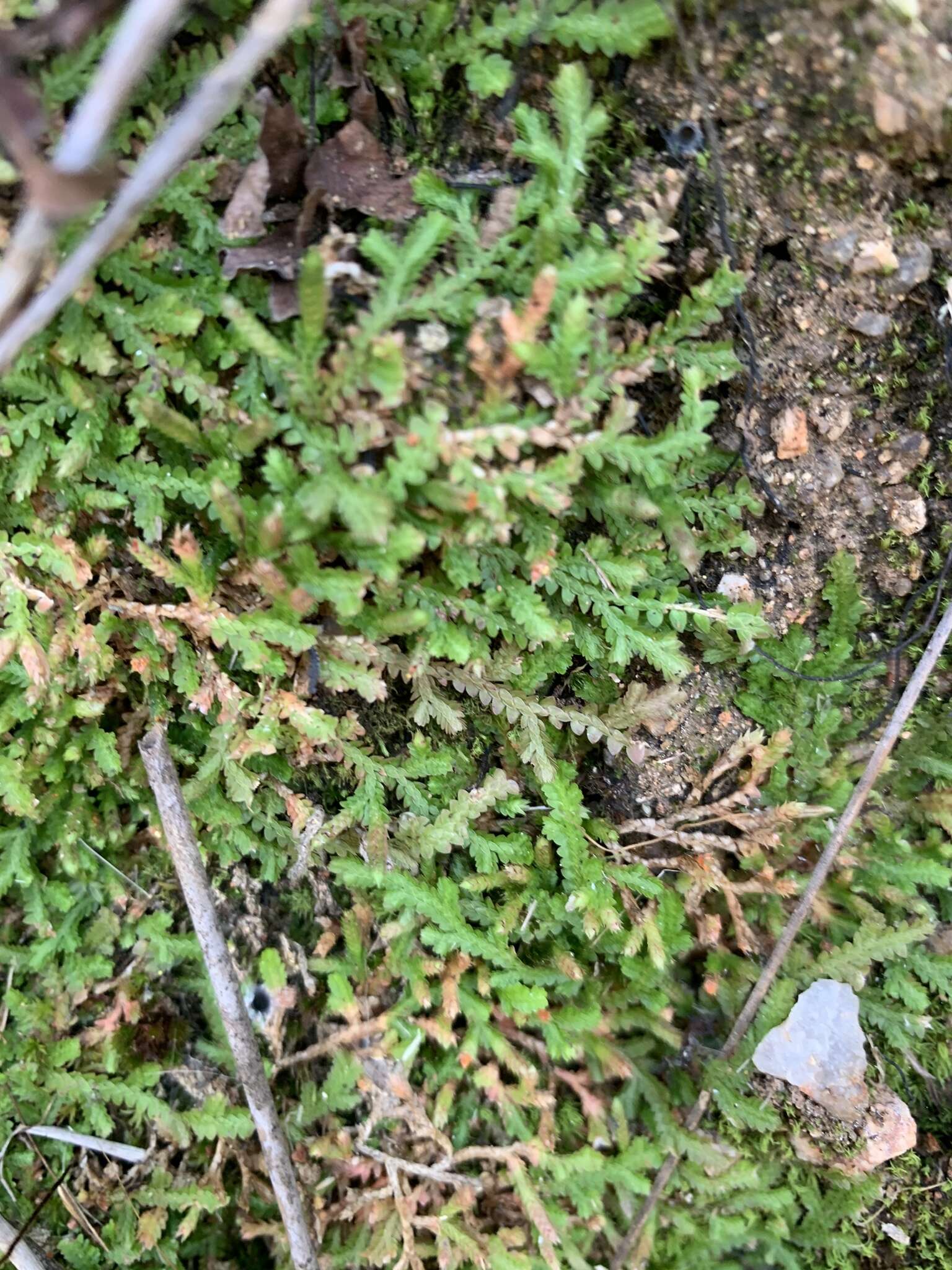 Image of Selaginella mittenii Bak.