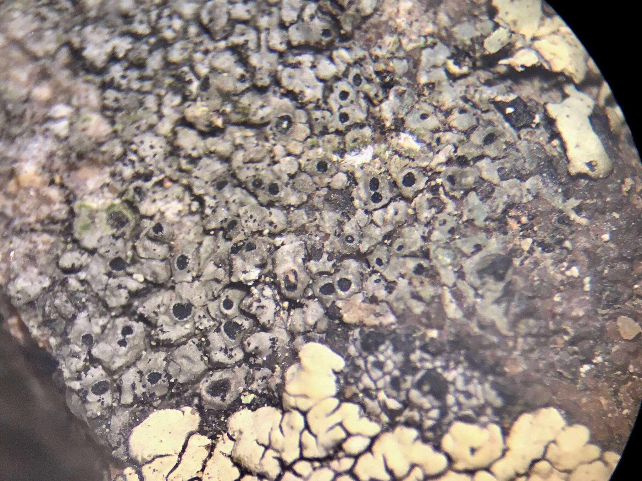 Image of rimmed lichen