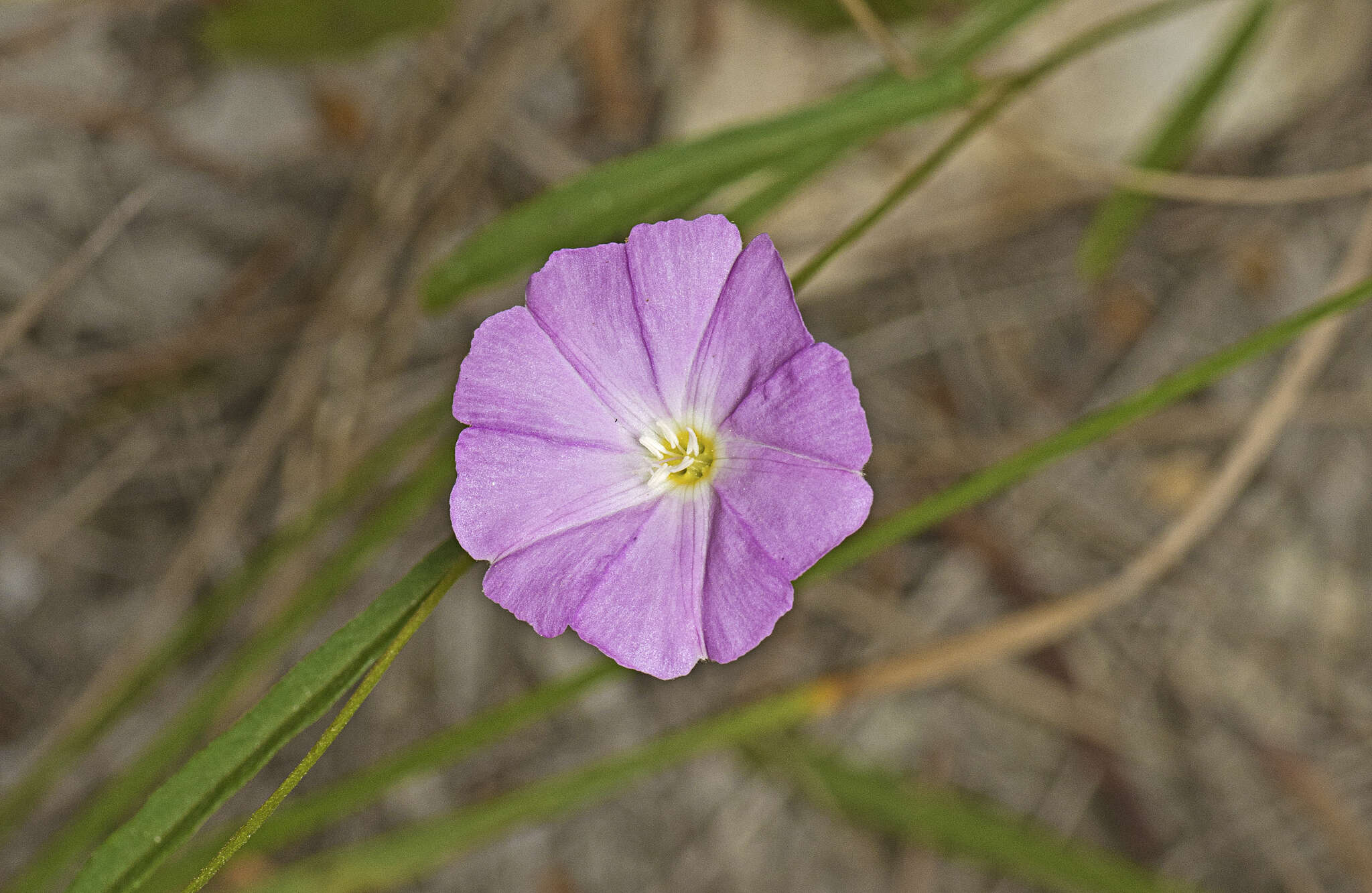 Image of Polymeria calycina R. Br.