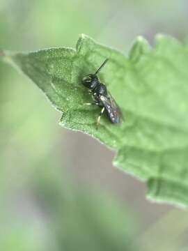 Image of <i>Hylaeus <i>mesillae</i></i> mesillae