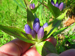 Image of bottle gentian