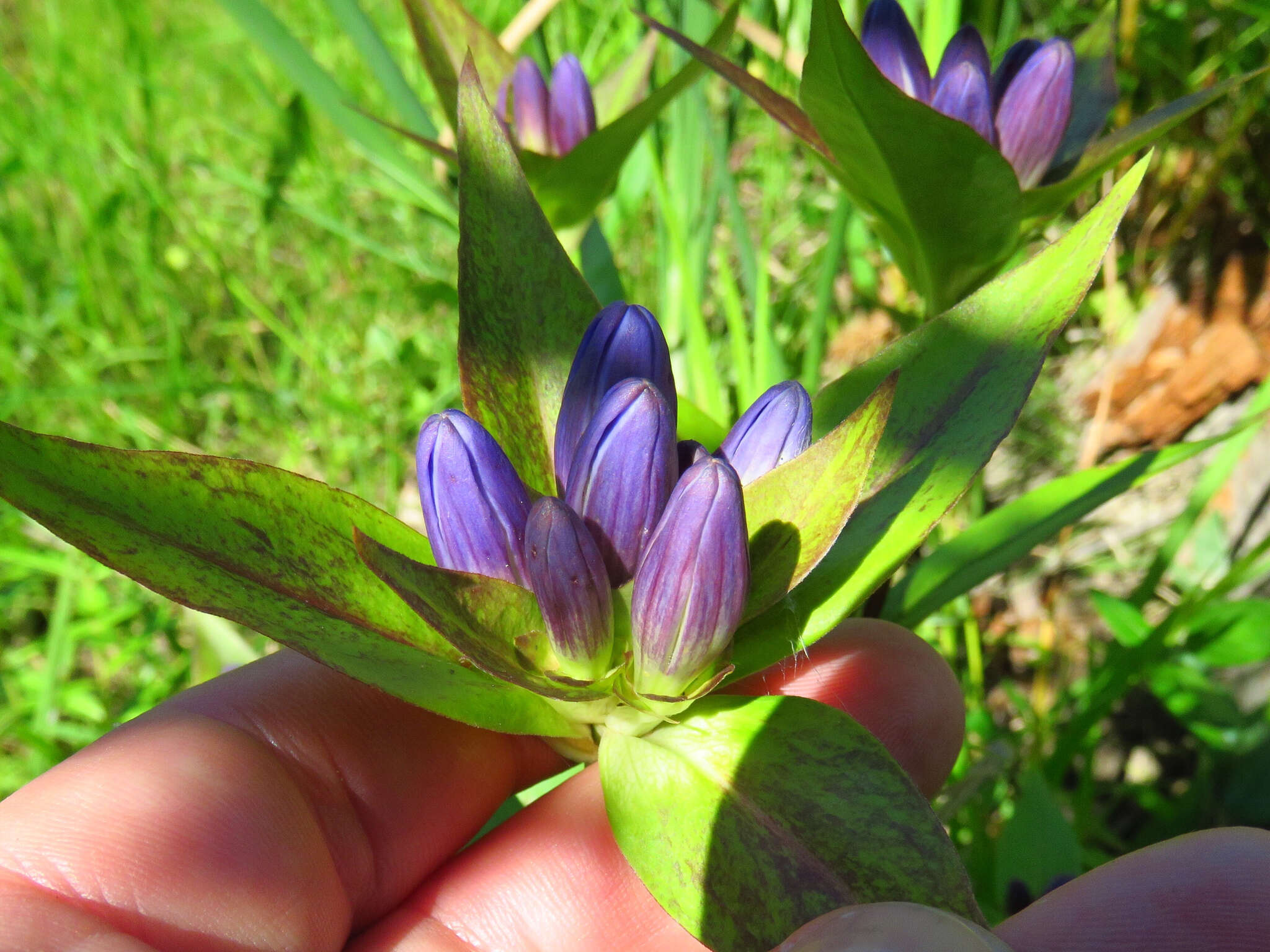 صورة Gentiana clausa Raf.