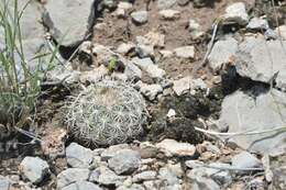 Image of rhinoceros cactus