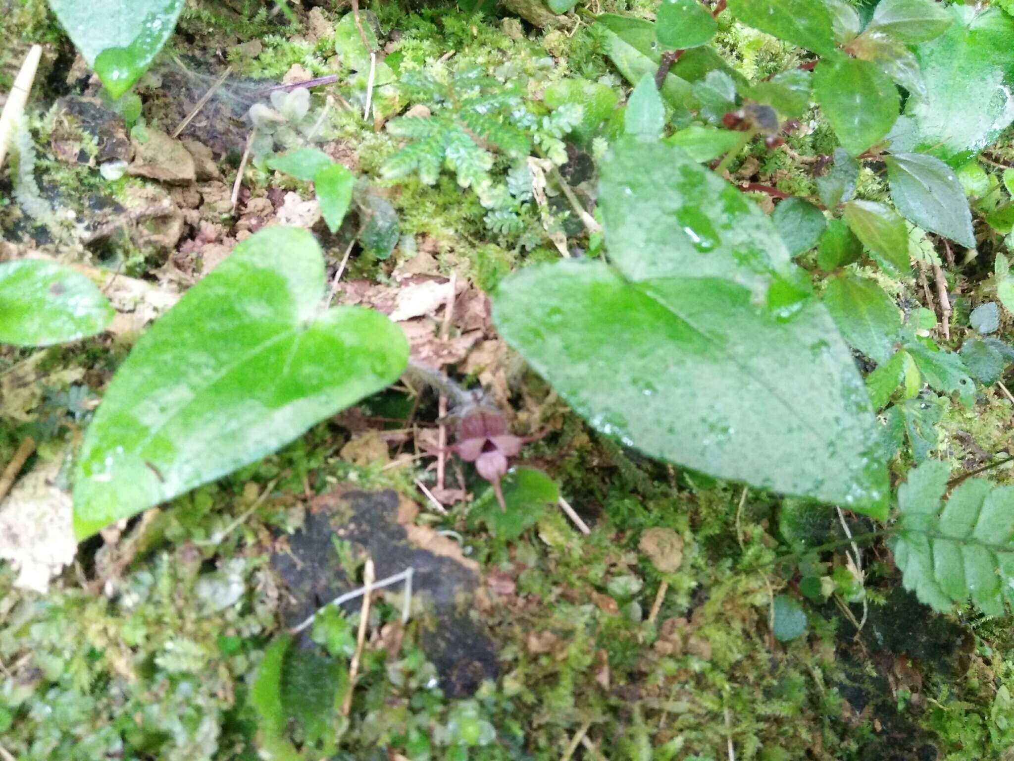 Imagem de Asarum caudigerum Hance