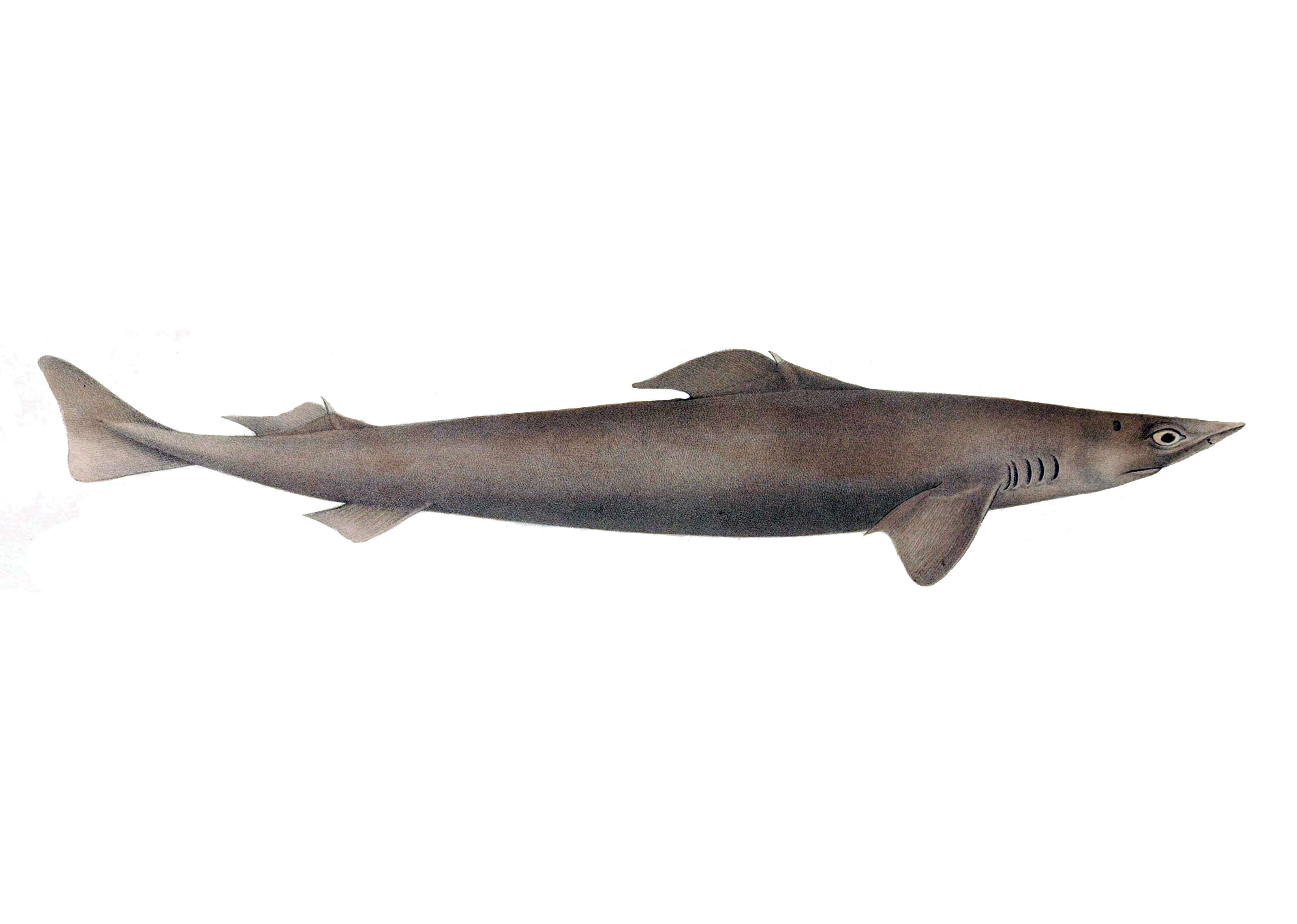 Image of Deepwater Spiny Dogfish
