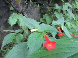 Imagem de Achimenes heterophylla (Mart.) DC.