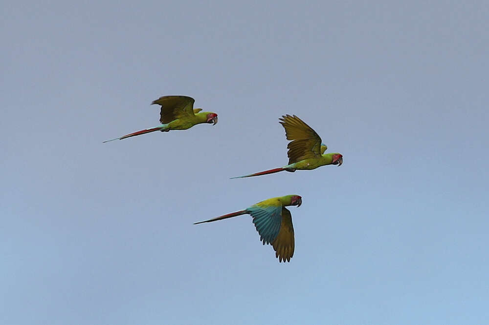 Image of Great Green Macaw