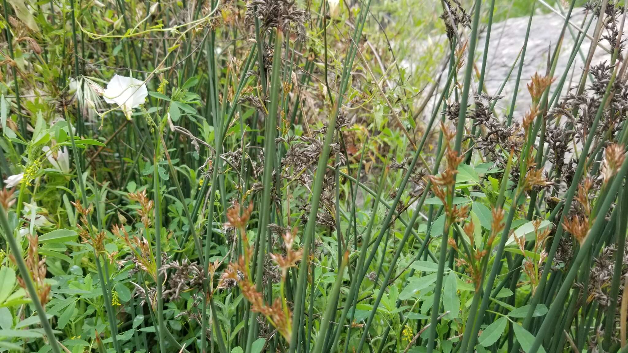 Image of basket rush