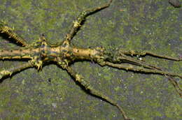 Image of Aretaon muscosus (Redtenbacher 1906)