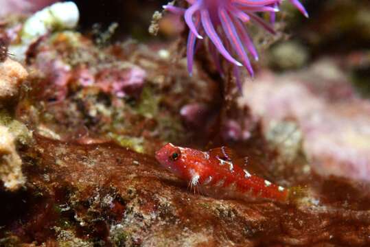 Plancia ëd Speleogobius